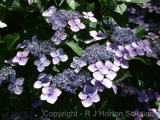 Hydrangea lacecap_2 